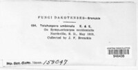 Karstenula umbonata image